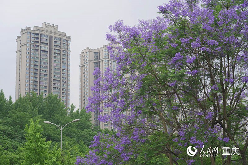 位于重慶金開大道的藍(lán)花楹。 人民網(wǎng)記者 劉祎攝