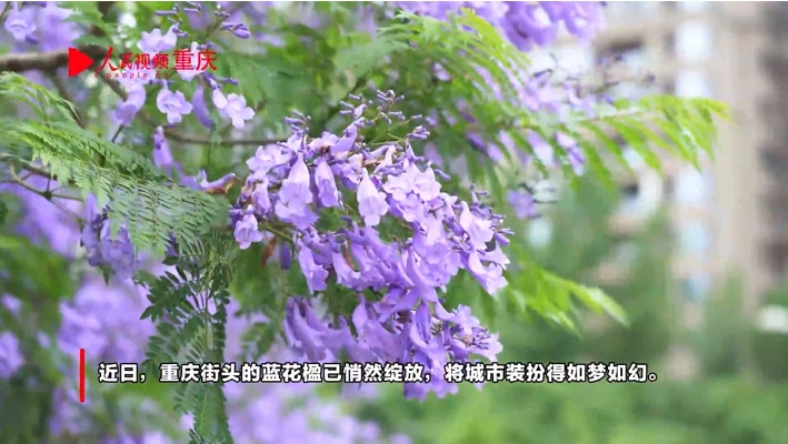 重慶街頭藍(lán)花楹盛放