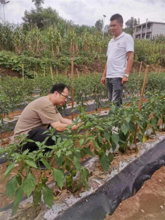 李德強調(diào)研老鷹茶套種辣椒項目。重慶市農(nóng)投集團供圖