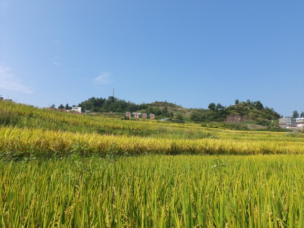 雅攀貢米基地。甲高鎮(zhèn)供圖