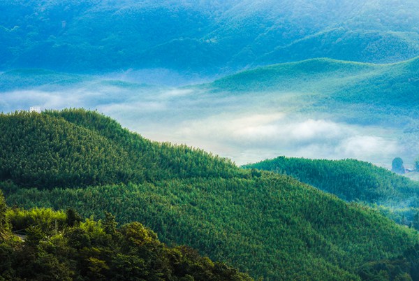 明月山·百里竹海景區(qū)。熊偉攝