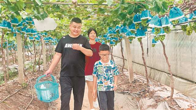 7月5日，市民在九龍坡區(qū)西彭鎮(zhèn)真武宮村采摘葡萄。記者 趙偉平 攝/視覺重慶