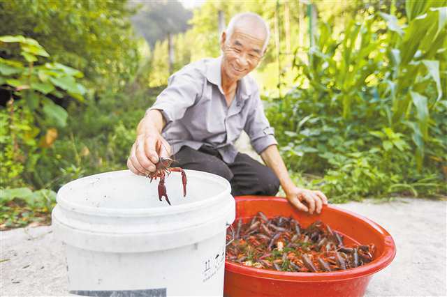 7月25日，高龍村小龍蝦養(yǎng)殖基地，村民展示撈起的小龍蝦。記者 尹詩語 攝/視覺重慶