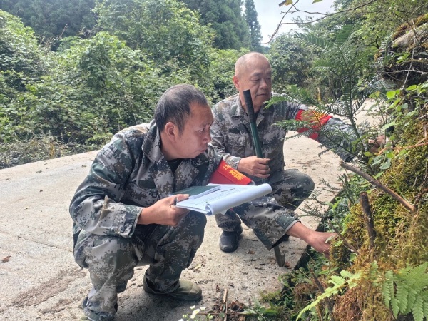 彭針林（左）和同事正在記錄野生紅豆杉苗木生長情況。曾敬攝