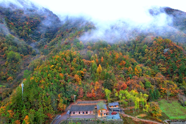 城口縣北屏鄉(xiāng)松柏村問山片區(qū)環(huán)境優(yōu)美。北屏鄉(xiāng)政府供圖